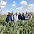 الزراعة: استنباط أصناف قمح مبكرة وعالية الإنتاجية لدعم الأمن الغذائي