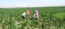 محافظ أسيوط: حقول الذرة الرفيعة بحالة جيدة 