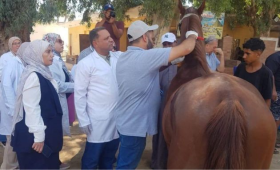 الزراعة تبدأ ترقيم خيول الأهرامات استعدادًا لمونديال الفروسية