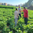  زراعة المنوفية تكثف جولاتها الميدانية لمتابعة المحاصيل الشتوية