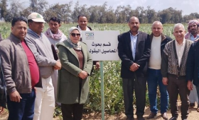 د.ماهر المغربي يتابع البرامج البحثية وحقول إكثار التقاوي بمنطقة النوبارية 