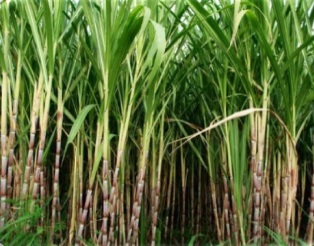 الأمراض النباتية التي تصيب محصول قصب السكر