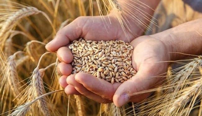 محصول القمح-العمليات الزراعية للقمح