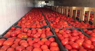 أصناف الطماطم و أهم العمليات الزراعية لمحصول الطما