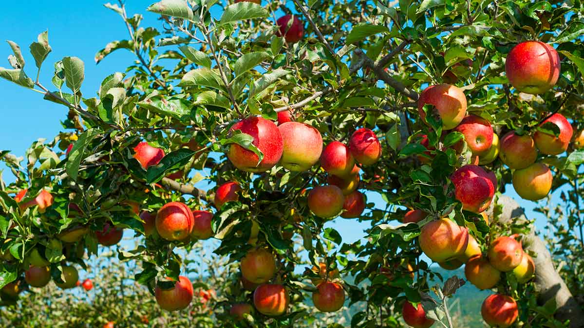 الأمراض النباتية التى تصيب محصول التفاح