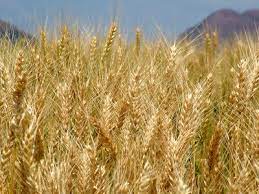 الآفات الحشرية والحيوانية التى تصيب محصول القمح