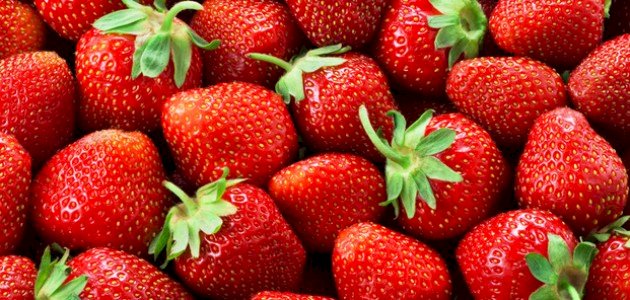 محصول الفراولة -الأصناف الشائعة وأهم العمليات الزراعية لمحصول الفراولة