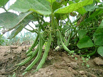 الآفات الحشرية و الأكاروسية التي تصيب محصول الفاصوليا