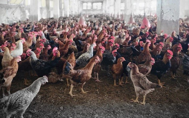  الزراعة تعلن تحصين 1.35 مليون طائر خلال نوفمبر 2025