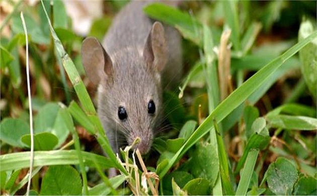 الزراعة : خطة مستقبلية لمكافحة الفئران في المحاصيل