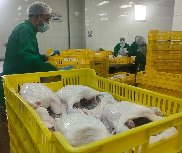 الزراعة: تداول أكثر من 12 مليون كجم دواجن بالمجازر خلال أبري