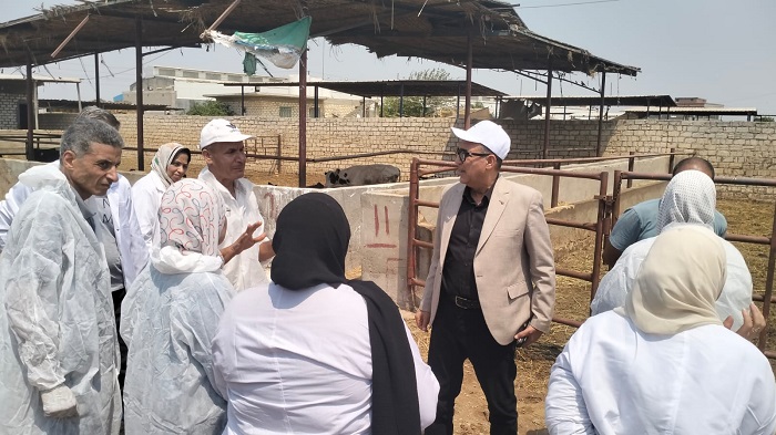 الزراعة: إجراء التلقيح الاصطناعي لـ 47 ألف رأس ماشية