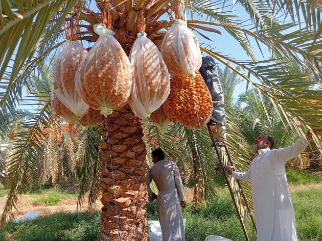 بحوث الصحراء ينظم دورة تدريبية لتحسين جودة التمور بسيوة