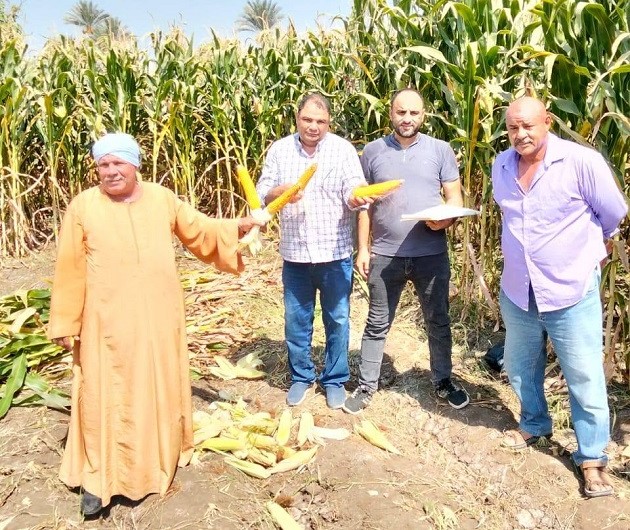  زراعة الفيوم تتابع حقول الذرة الشامية وتبدأ تقدير الإنتاجية