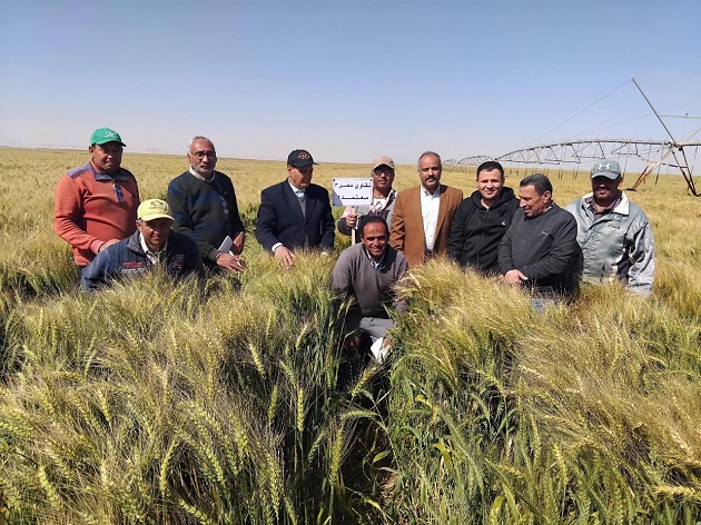 فريق بحثي يتفقد زراعات القمح بتوشكى وشرق العوينات