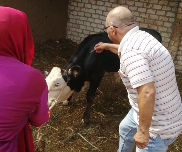تحصين 27 ألفًا و382 رأس ماشية ضد الأمراض الحيوانية بأسيوط 