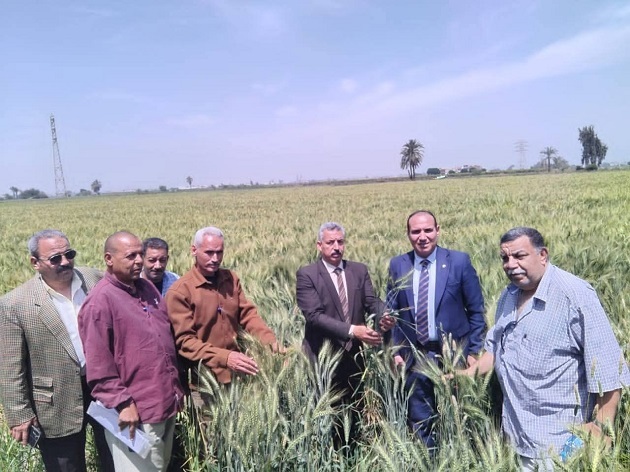  الزراعة تتابع موسم حصاد محصول القمح بالمنيا 