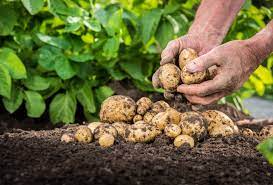 سلامة الغذاء: البطاطس والموالح على رأس الصادرات الزراعية