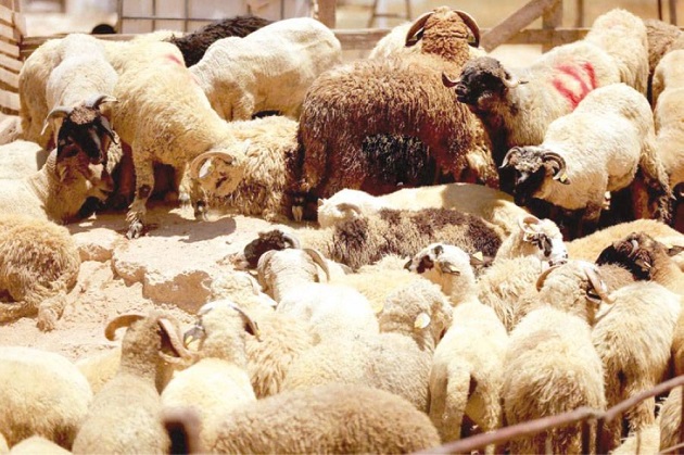 الزراعة تُكثف حملاتها على الشوادر وأماكن بيع الأضاحي 