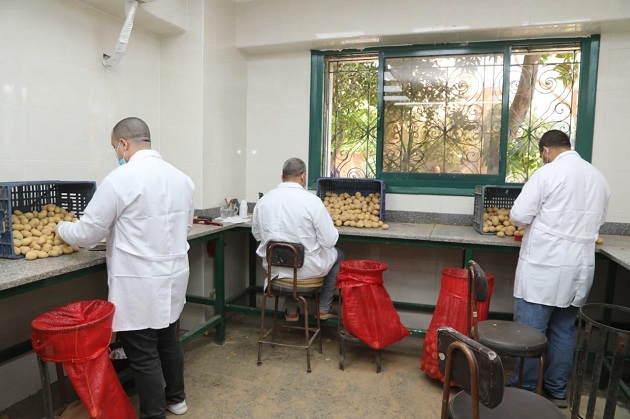 الزراعة تعلن فحص 290 ألف طن بطاطس للتصدير خلال فبراير 2026 