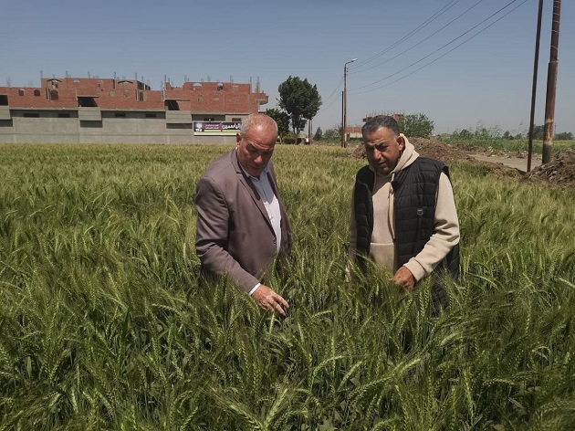  الزراعة تناشد المزارعين بعدم شراء التقاوي من المنافذ غير المرخصة 