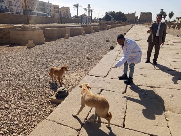 الزراعة: تحصين وتعقيم 2700 كلب خلال يناير 2026