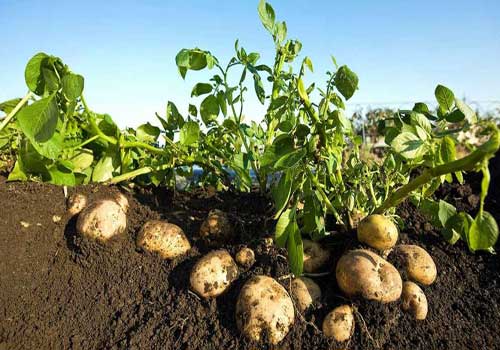 الزراعة تستعرض أعمال مشروع مكافحة العفن البني في البطاطس
