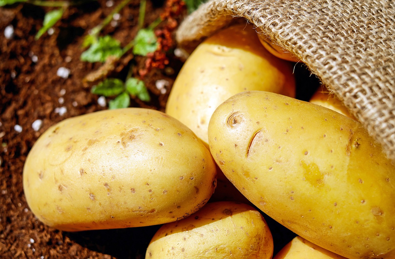 سلامة الغذاء: البطاطس والموالح على رأس الصادرات الزراعية 