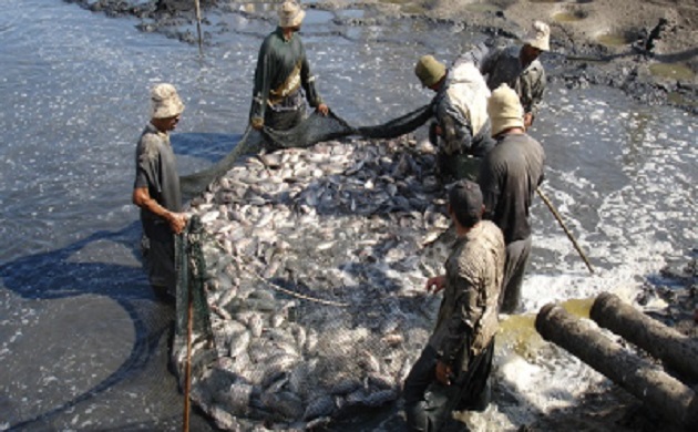فاو تتوقع زيادة انتاج الاسماك الى 204 مليون طن سنويا