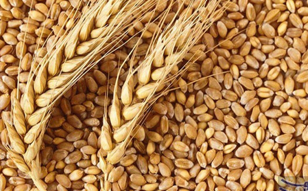 التموين تعلن أسعار توريد القمح المحلي موسم 2026