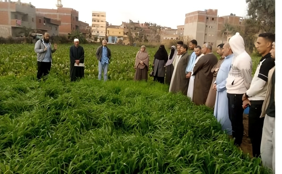 الزراعة تنفذ 51 حقل إرشادي للقمح بكفر الشيخ