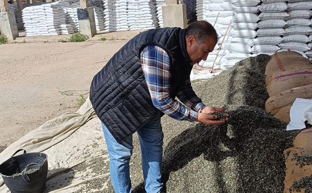 الزراعة: تجهيز 15 ألف شيكارة قطن من تقاوي المزارع المعاونة تمهيدا لتوزيعها على المزارعين