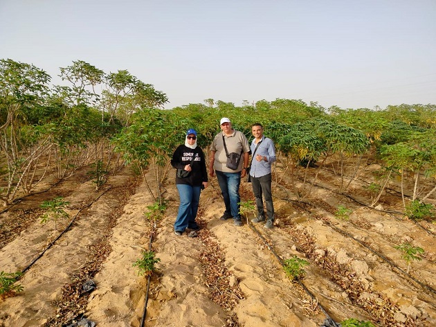بحوث الصحراء يعلن نجاح زراعة محصول الكاسافا بالوادي الجديد