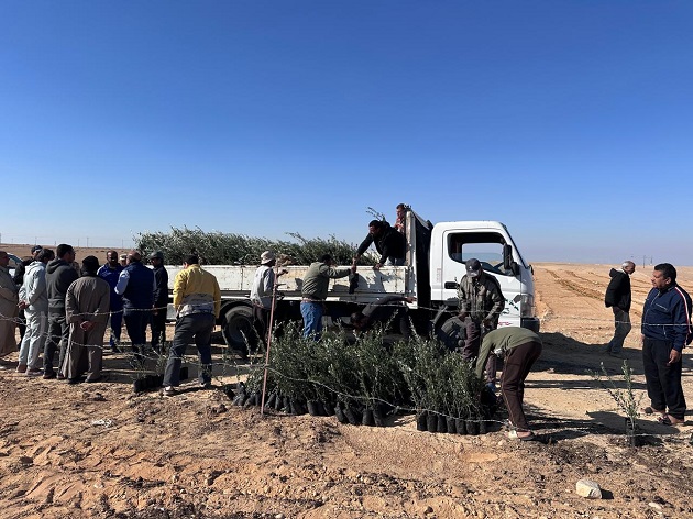 بحوث الصحراء يوزّع شتلات زيتون على مزارعي سيناء