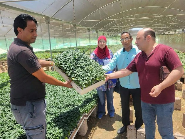 مركزية البساتين تشرف على تصدير 400 ألف شتلة فراولة خلال يوليو 