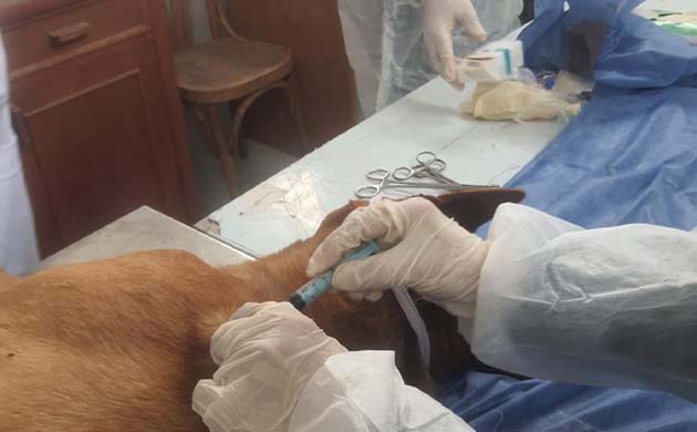 الزراعة تتابع منظومة التعامل مع الكلاب الحرة ببورسعيد