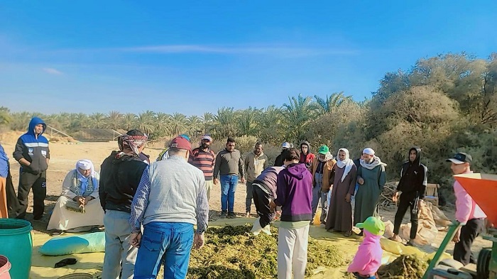 بحوث الصحراء يدعم مزارعي توشكي والوادي الجديد