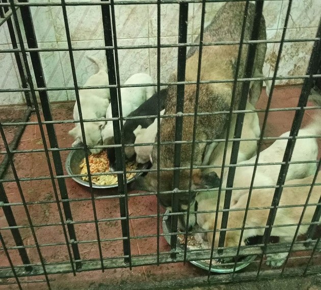 الزراعة: جمع الكلاب الضالة من شارع اللبيني وإيداعها بشلتر إمبابة