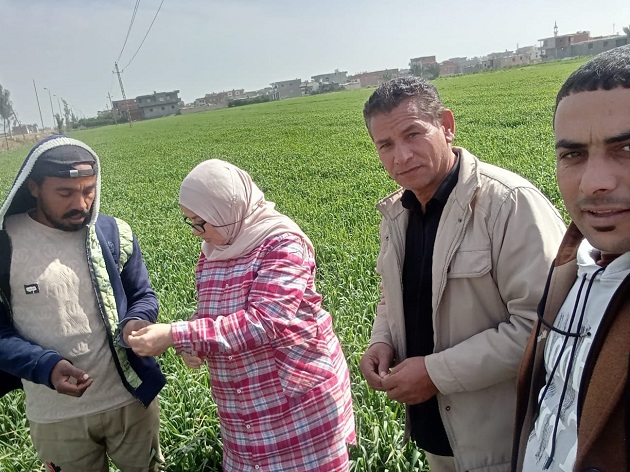 الزراعة تنفذ يوم حقل للقمح في بورسعيد 