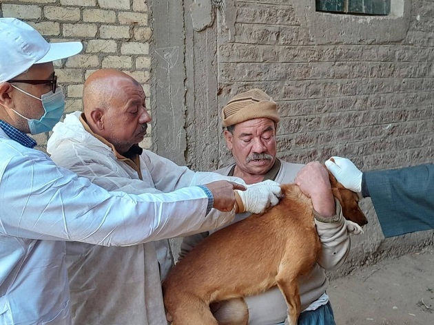  الزراعة تعلن تحصين 12 665 كلب حر ضد السعار