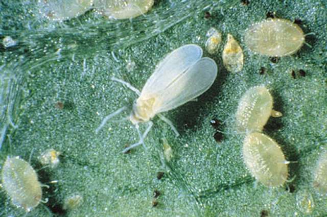 الذبابة البيضاء في الكنتالوب .. الزراعة توصي بـ3 مبيدات لمكافحتها 