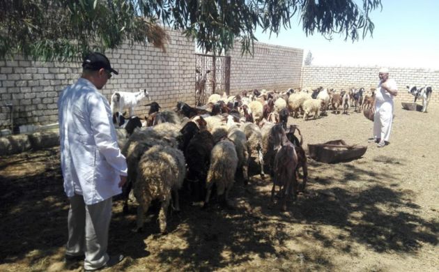 بحوث الصحراء ينفذ قافلة بيطرية لدعم الثروة الحيوانية بالمغرة