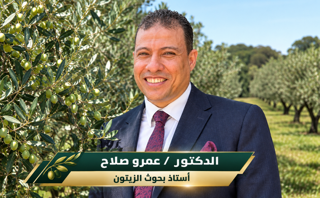 مصر الأولى عالميا فى إنتاج زيتون التخليل بـحوالى 700 ألف طن سنويا 