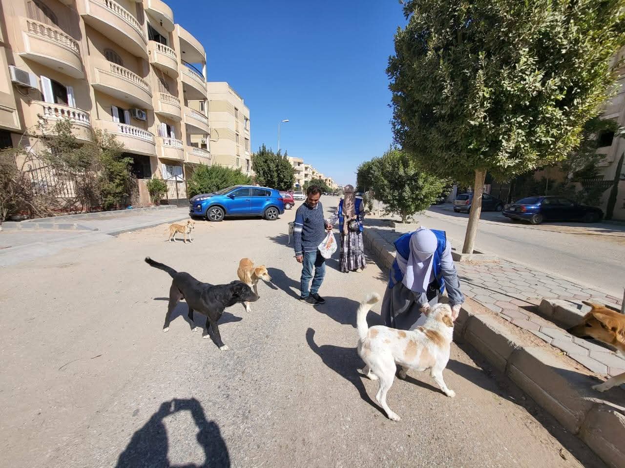 الزراعة: تحصين 8 254 كلب حر وتعقيم 1 122 منذ يناير