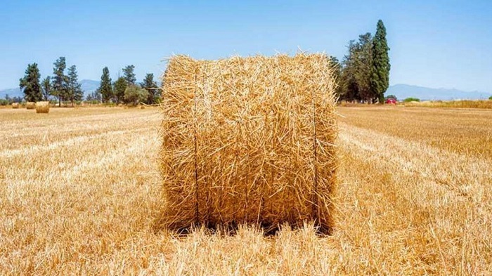 وزير الزراعة يعلن جمع 2.6 مليون طن قش أرز 