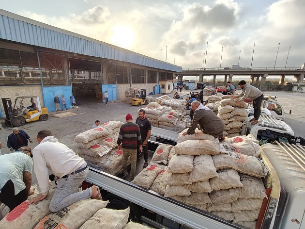 اتحاد الحاصلات البستانية يبدأ تسليم تقاوي البطاطس للمزارعين