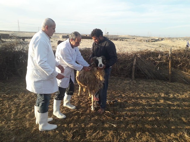 الزراعة تُحصن 3 مليون رأس ماشية ضد الجلد العقدي وجدري الأغنام