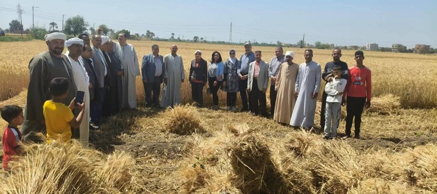 الزراعة تتابع حصاد وتوريد القمح بالفيوم 