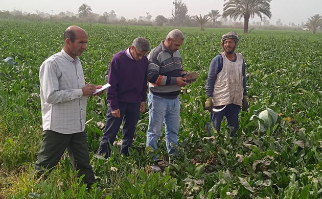 الزراعة تواصل حملاتها لمتابعة زراعات القمح ومكافحة الآفات