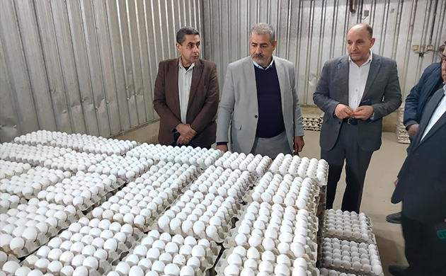 الزراعة: استمرار ضخ بيض المائدة بأسعار مخفضة لتخفيف الأعباء 